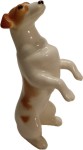 Terier Jack Russell proszący Mikki (200-0244)