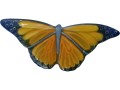 motyl-sloneczny-sredni-galinx-lomonosow.jpg