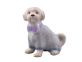 pies-maltipoo-galinex-lomonosow.png